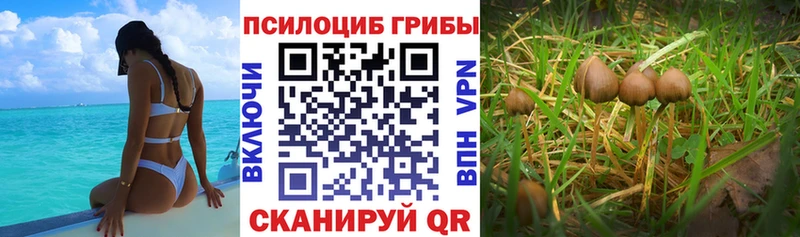купить наркотики сайты  mega зеркало  Псилоцибиновые грибы Psilocybine cubensis  Керчь 