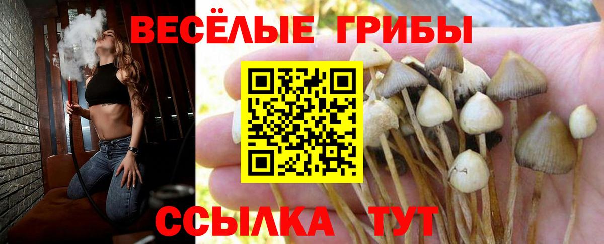 Псилоцибиновые грибы Psilocybine cubensis  Вход с VPN  Керчь 